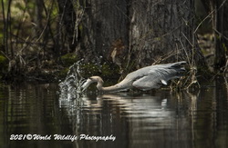 Blue Heron