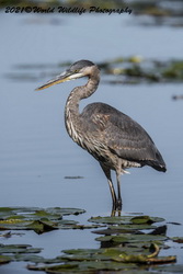Blue Heron