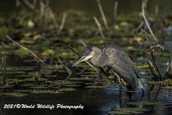 Blue Heron