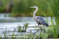 Blue Heron