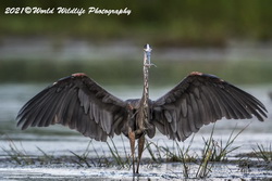 Blue Heron