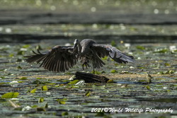Blue Heron