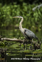 Blue Heron