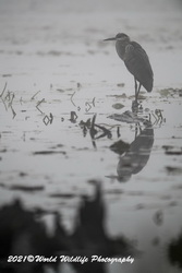 Blue Heron