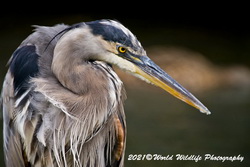 Blue Heron