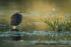 Green Heron