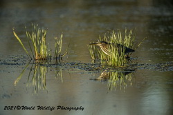 Green Heron