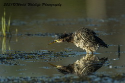 Green Heron