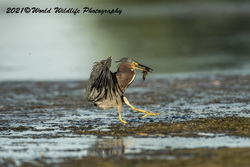 Green Heron
