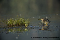 Green Heron
