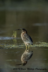 Green Heron