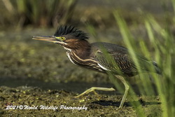 Green Heron