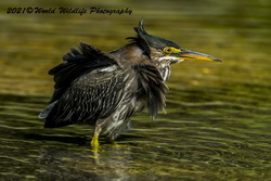 Green Heron
