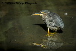 Green Heron