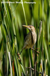 Least Bittern