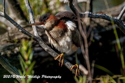 Least Bittern