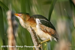 Least Bittern