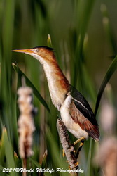 Least Bittern