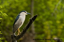 Night Heron
