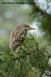 Night Heron
