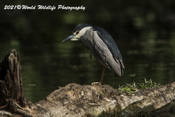 Night Heron