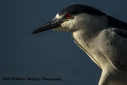 Night Heron