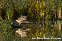 Night Heron
