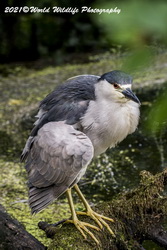 Night Heron