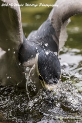 Night Heron