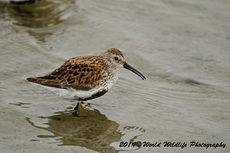 dunlin