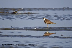killdeer