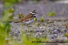 killdeer