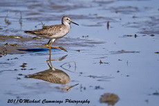 lesseryellowlegs