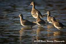 Long-billed Dowitcher