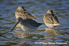Long-billed Dowitcher