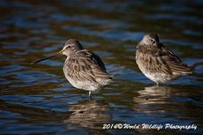 Long-billed Dowitcher