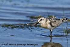 sanderling
