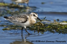 sanderling