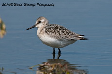 sanderling