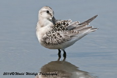 sanderling