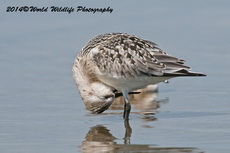 sanderling