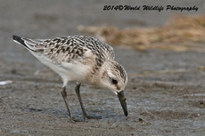 sanderling