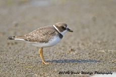 semipalmatedplover
