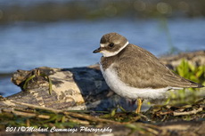 semipalmatedplover