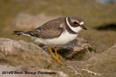 semipalmatedplover