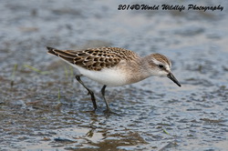 semipalmatedsandpiper