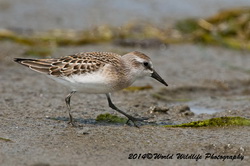 semipalmatedsandpiper