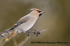 bohemianwaxwing