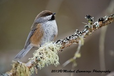 Boreal Chickadee