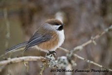 Boreal Chickadee